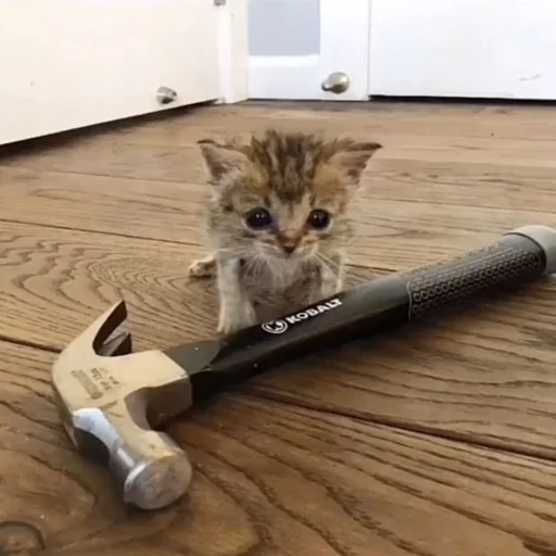 Котёнок рядом с молотком